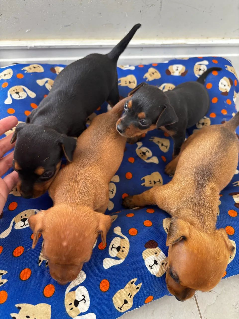 Vende se filhote de pinscher  - Foto 5