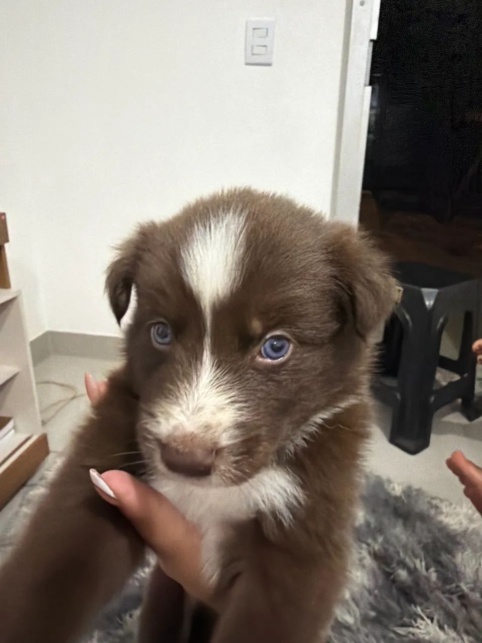 filhote de border collie