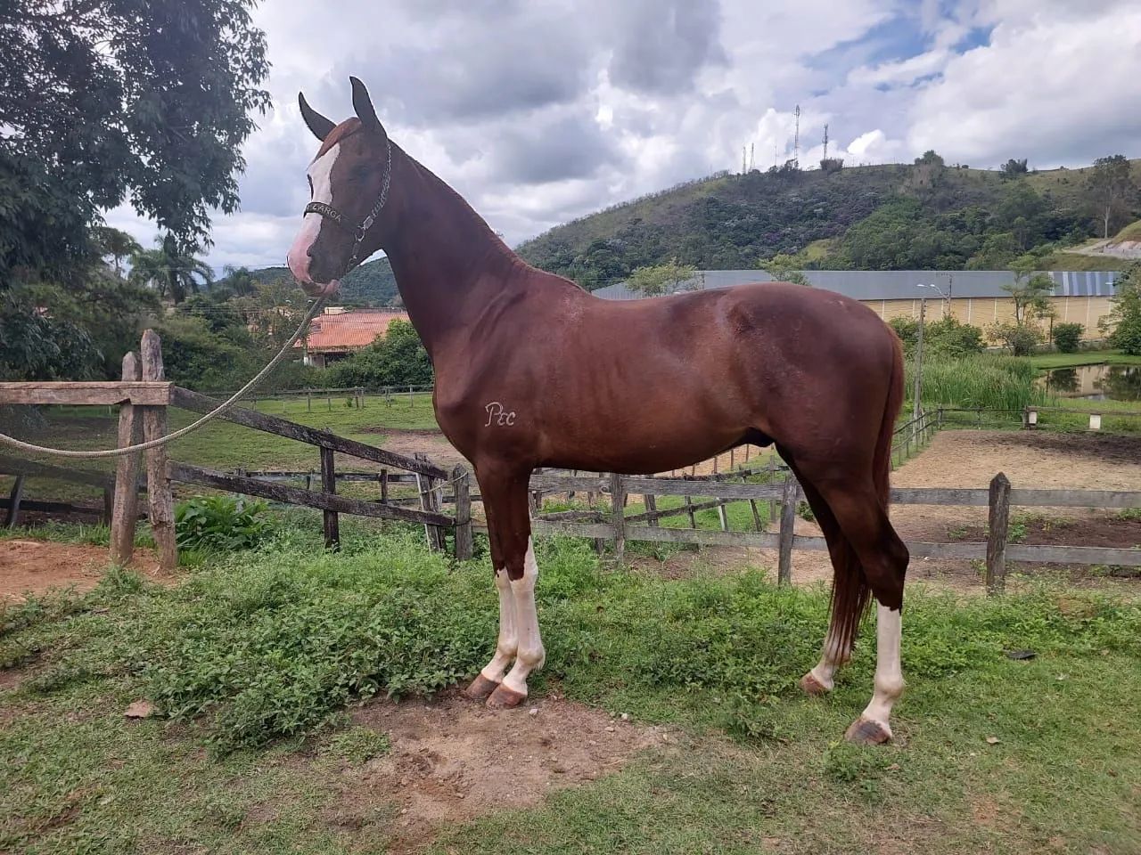 CAVALO MANGALARGA PAULISTA - Foto 6
