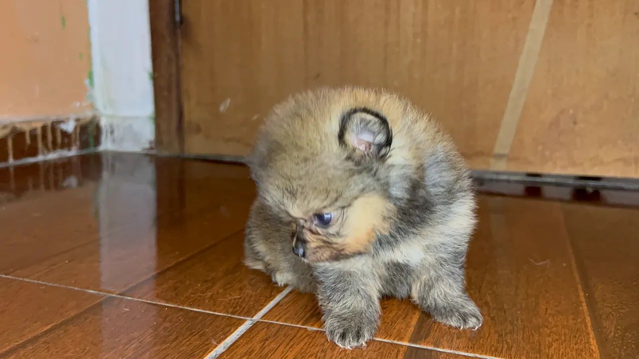 Cachorro - Foto 4
