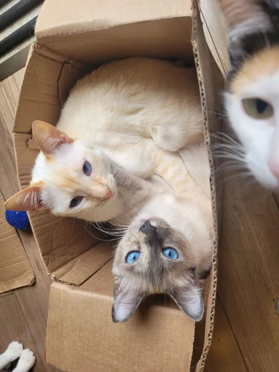 Gatos para adoção - São Paulo, Zona Norte - Castrados/vacinados - Foto 3