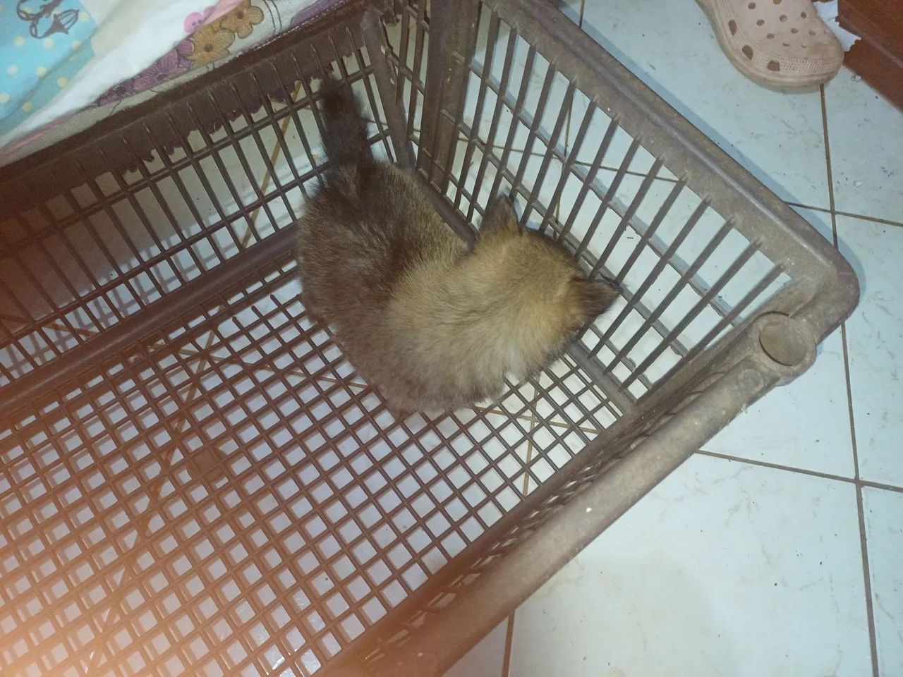 Animais  - Foto 3