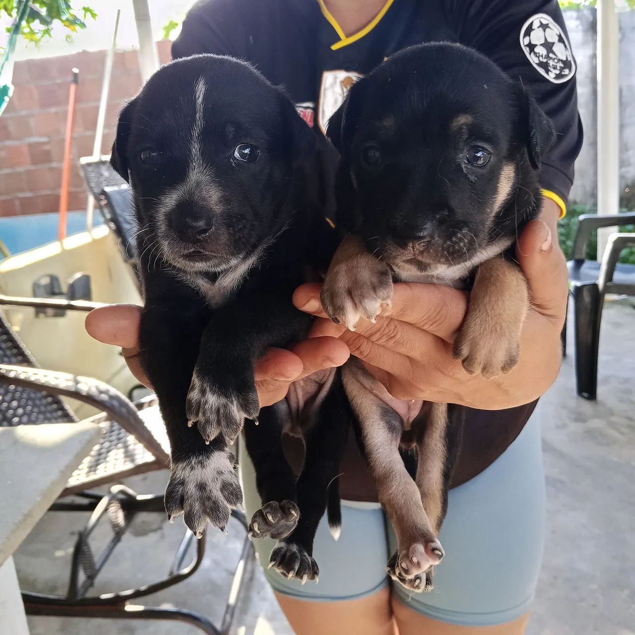 filhotes mestiço de rottweiler  - Foto 2