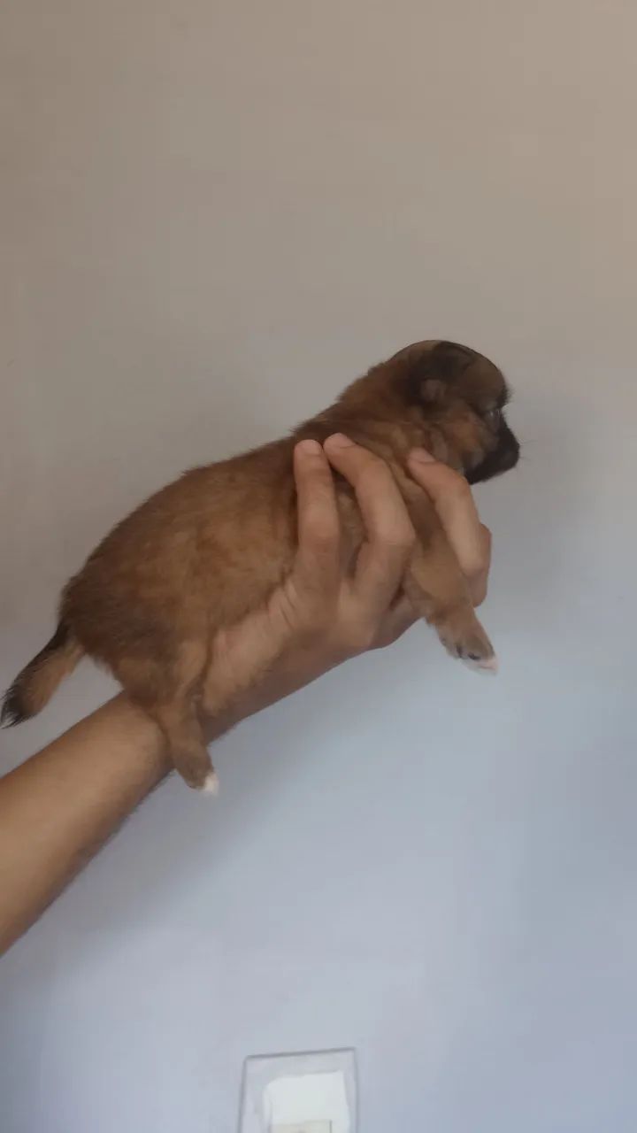 Chihuahua macho - Foto 2