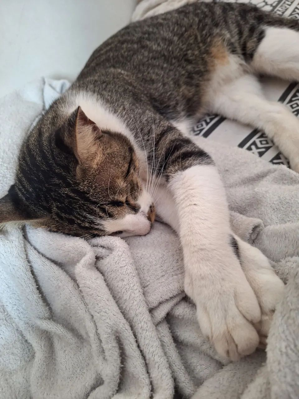 Doação Gatinhos - Foto 3