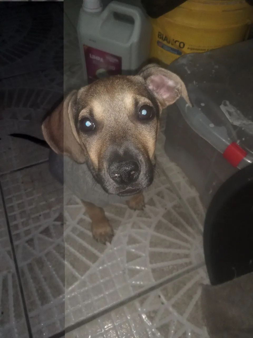 Cachorro ? macho
