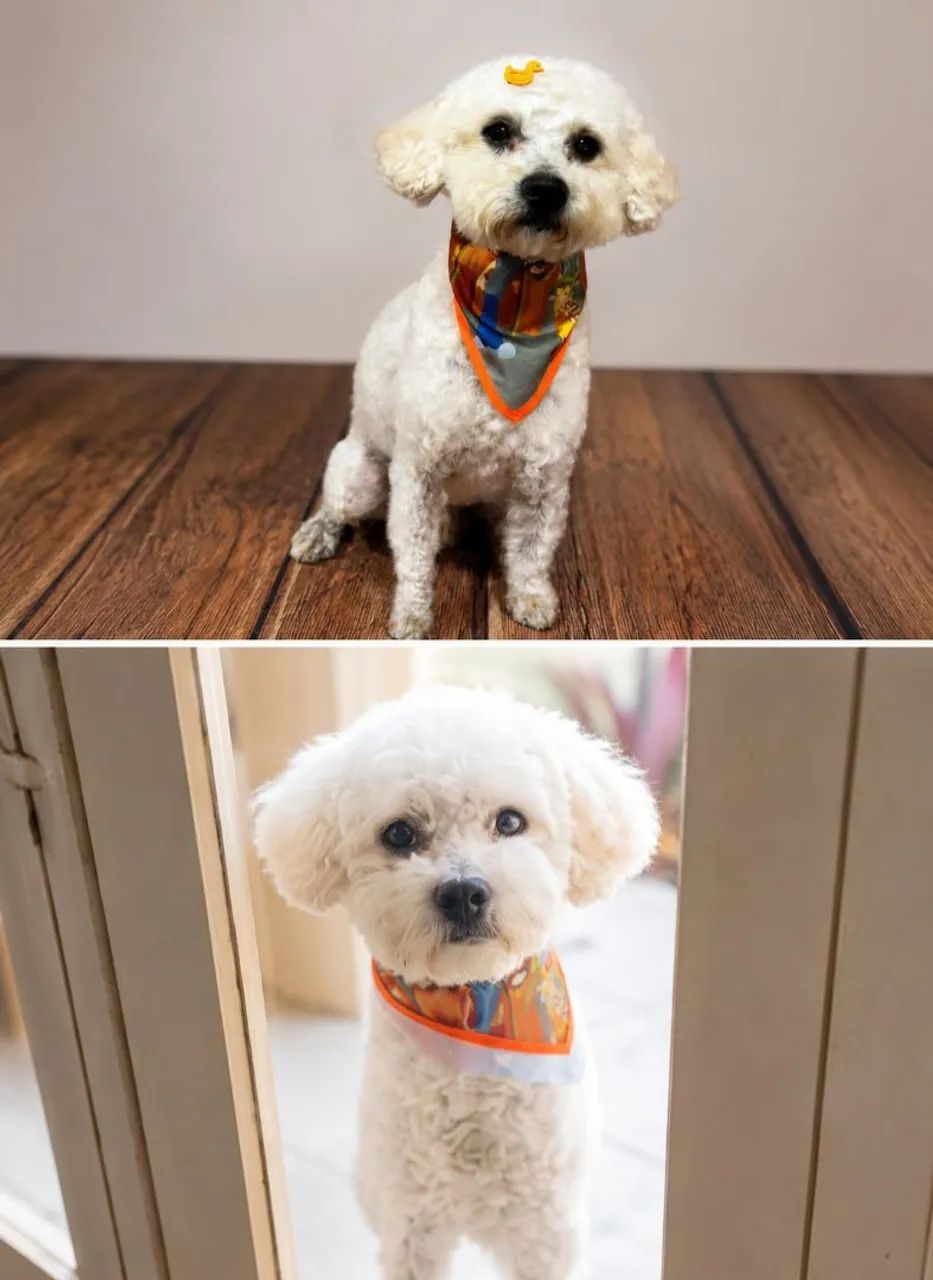 Doação Poodle.
