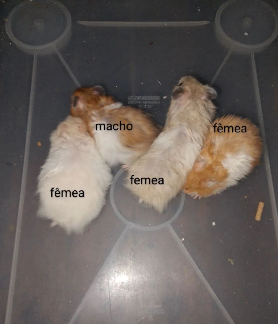Vendo Hamster Sírios 65578343035906123