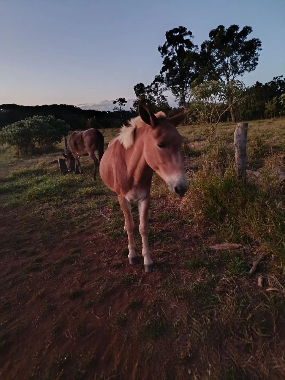 Vende se burro  - Foto 2