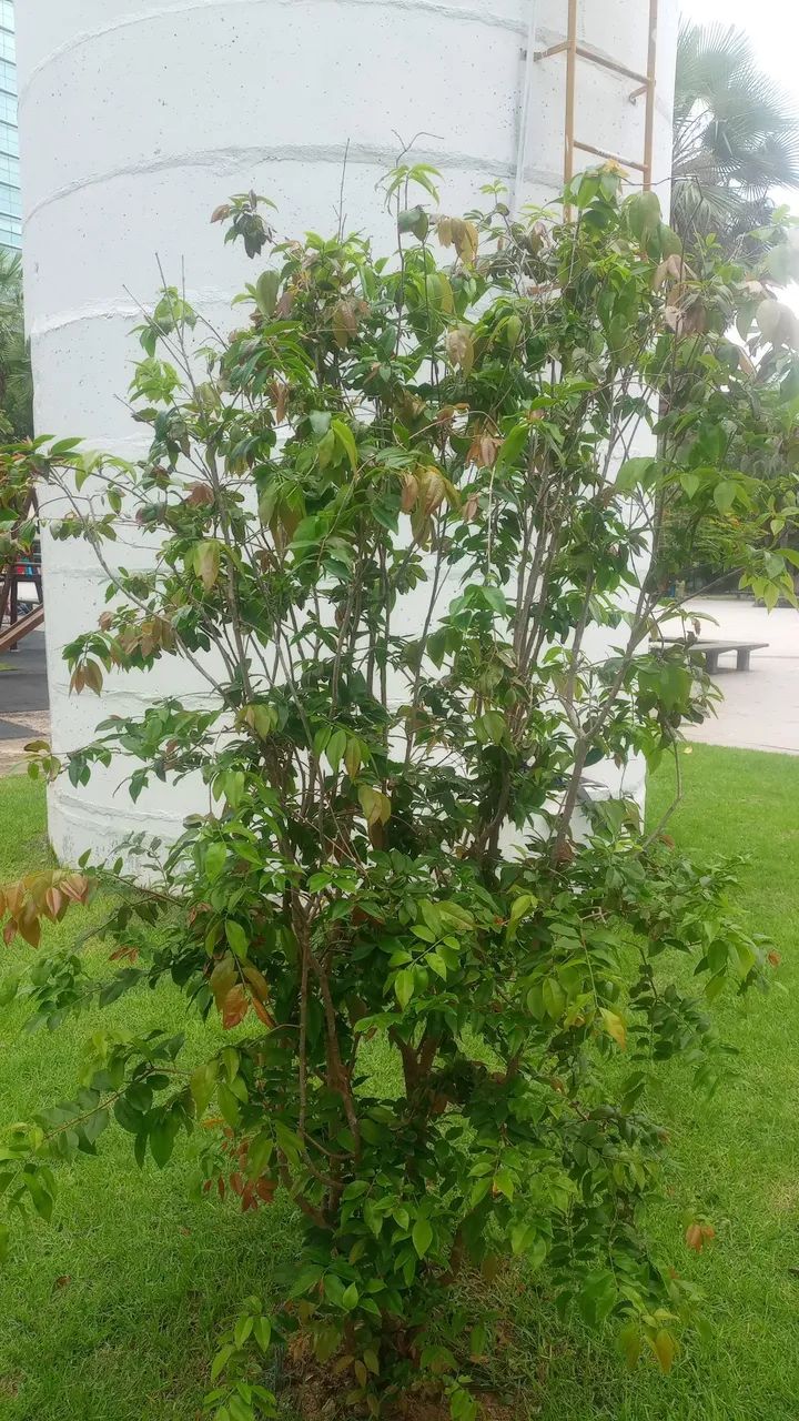 Jabuticaba  - Foto 4