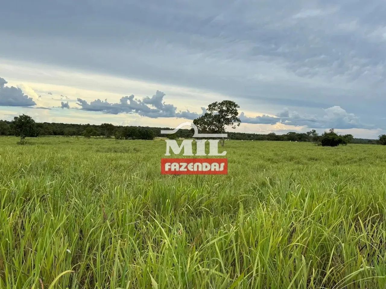 Fazenda 20 alqueires (96,8 hectares) Ipameri - GO