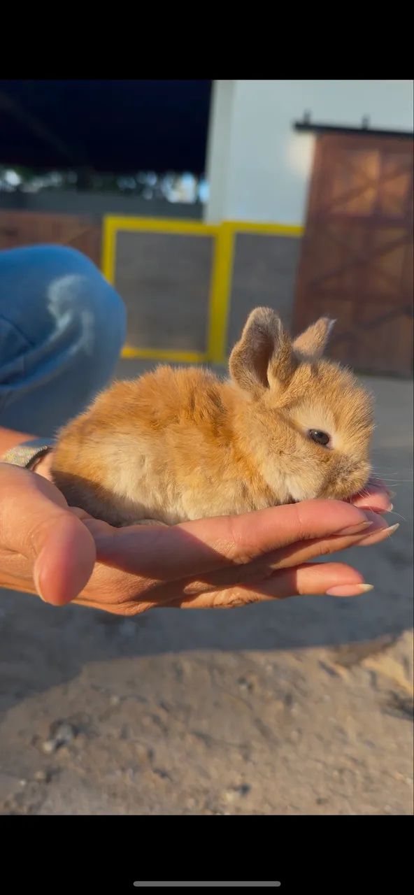 FILHOTE COELHO MINI LOP