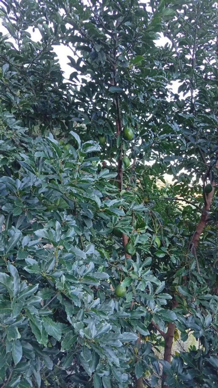 Sitios