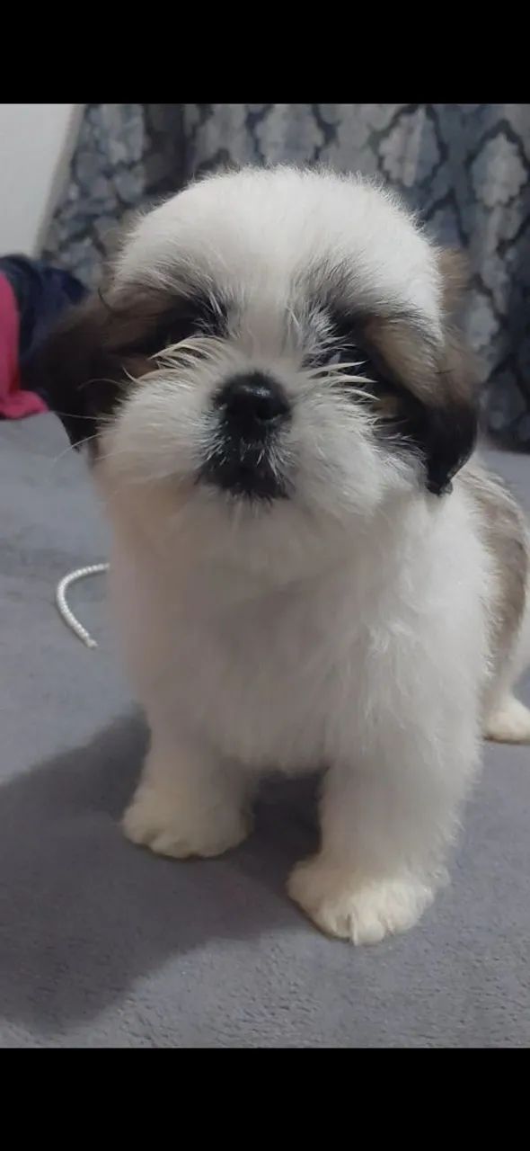 Shi-tzu puro micro.  - Foto 3