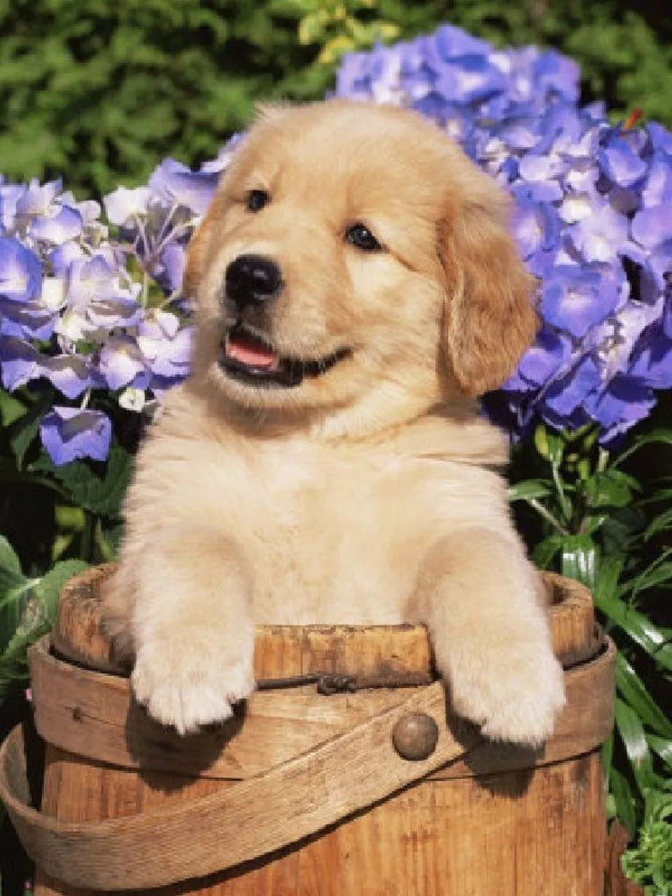 golden com garantia de vida e contrato