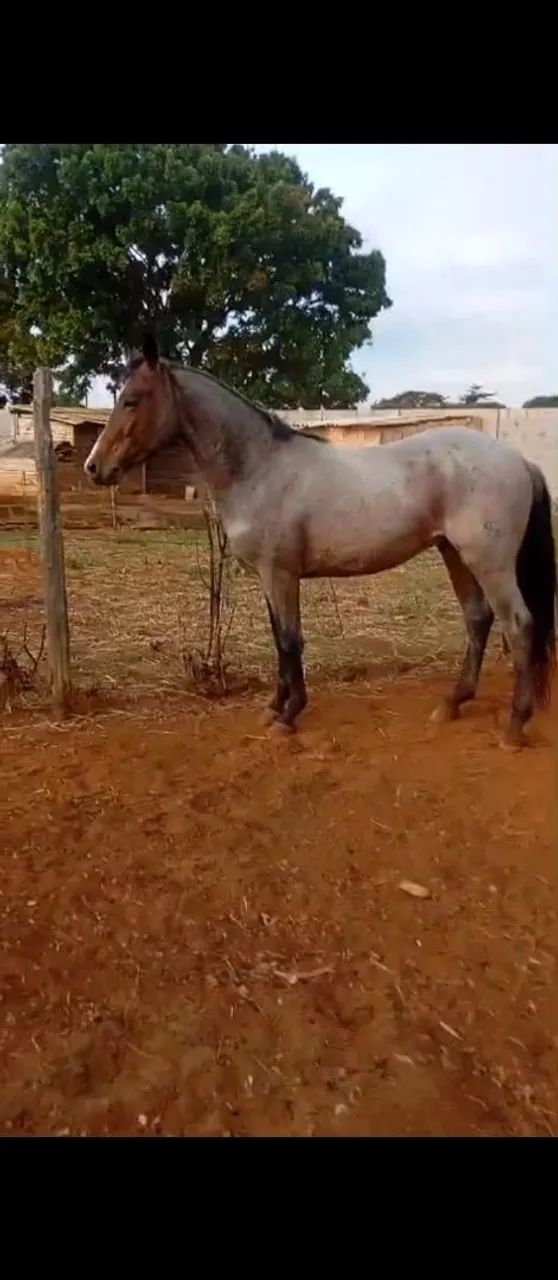 cavalo quarto de milha  - Foto 3