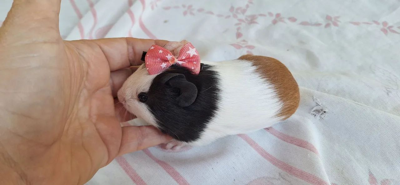 Porquinho da india femia filhote - Foto 4