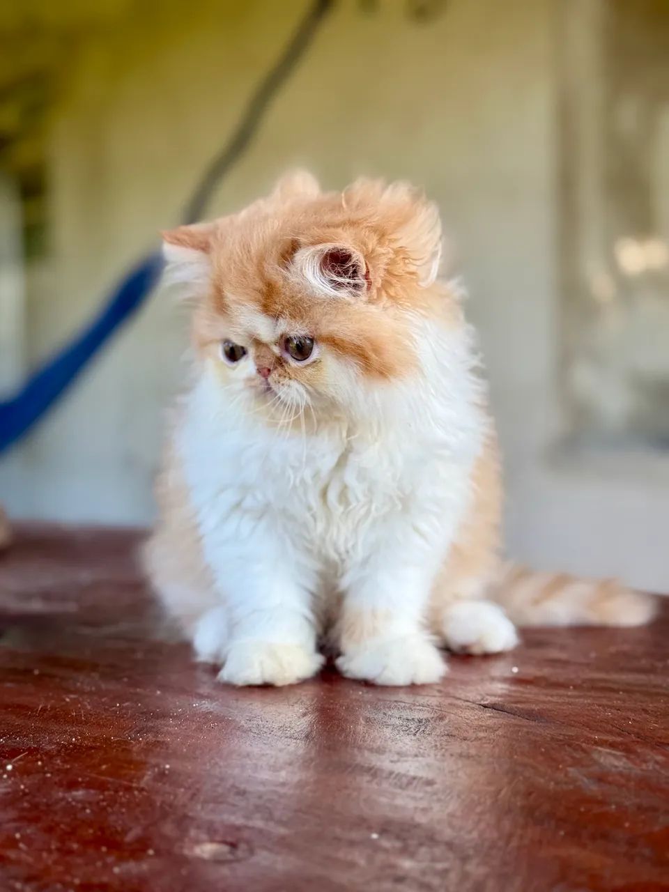 Machinho persa - Foto 4