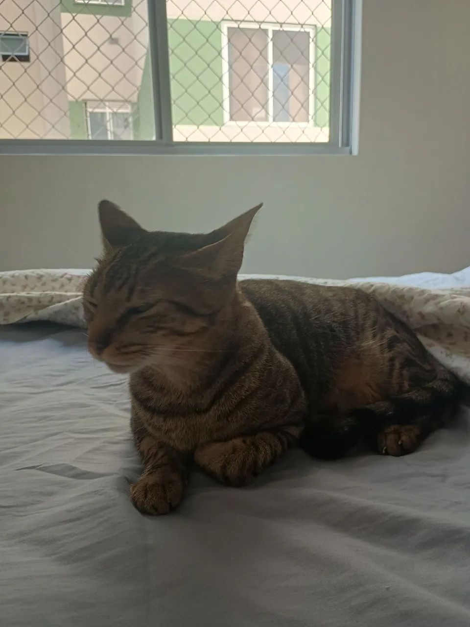 Gato Tigrado - Foto 4