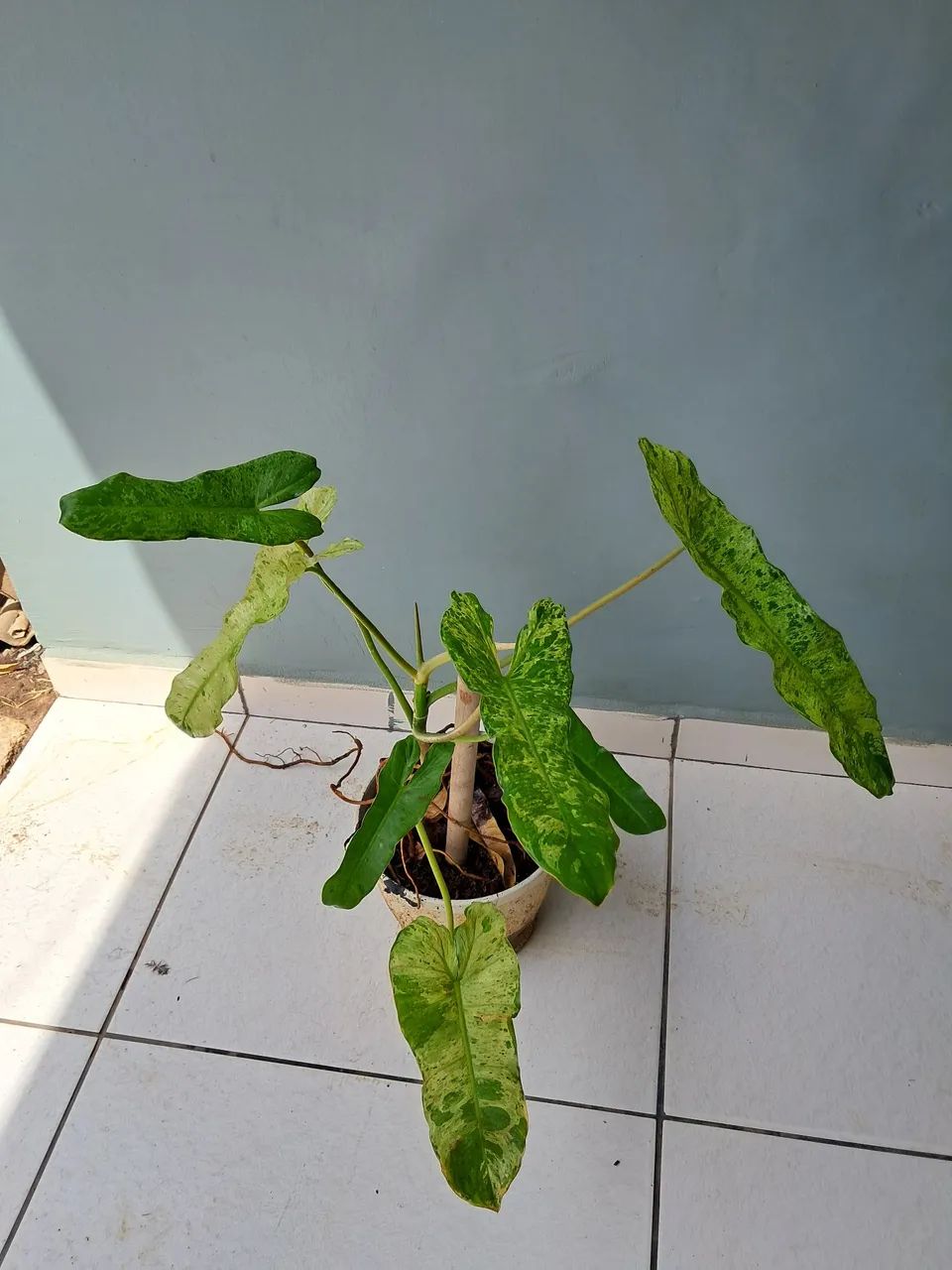 Planta  - Foto 4