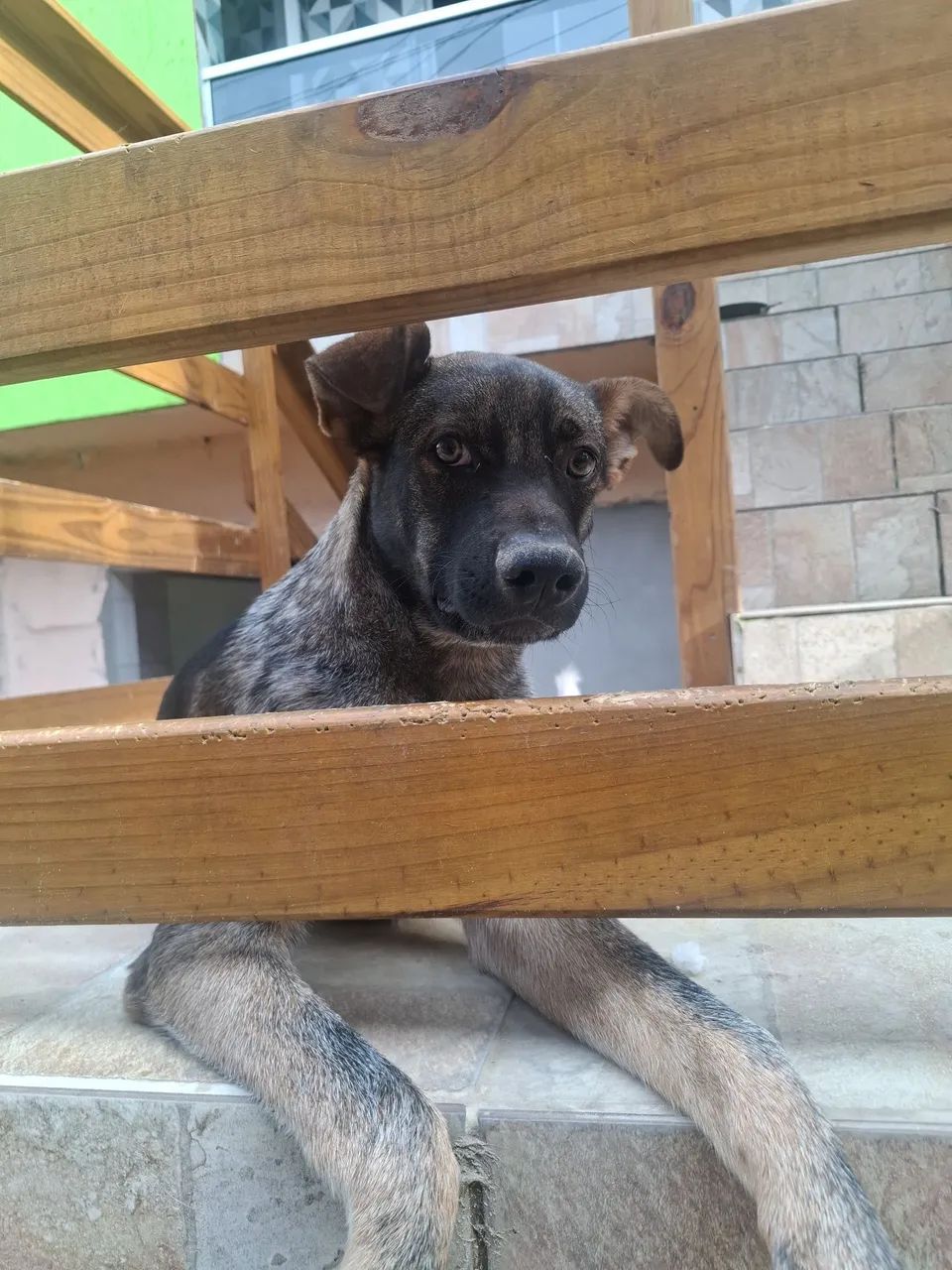 Doação responsável. - Foto 3