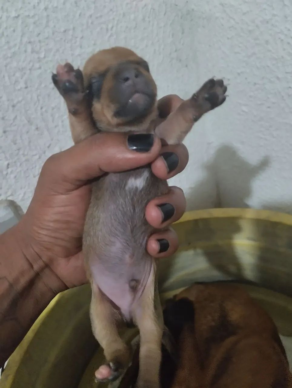 Pinscher 01 - Foto 5