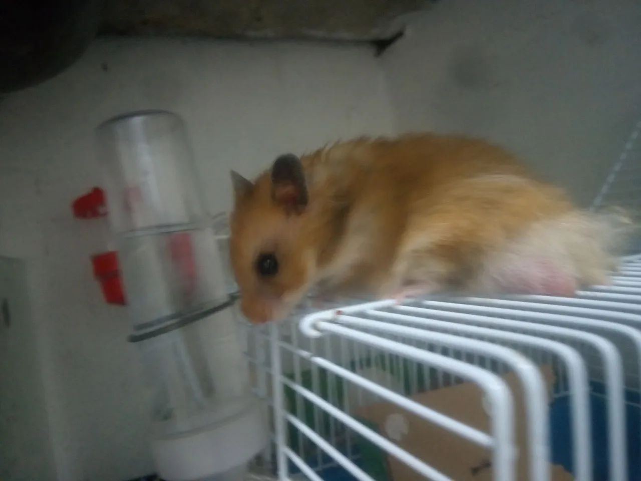 Hamster sírio  - Foto 6