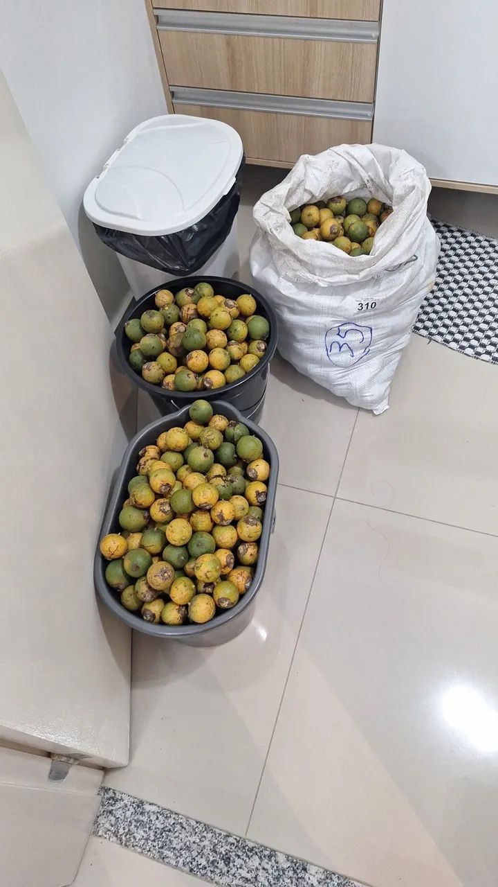 TUCUMÃ  100% natural, amadurecido no pé, sem química. 