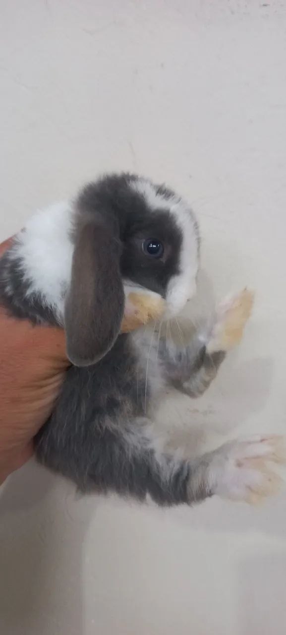 Mini Lop orelhas caídas  - Foto 2
