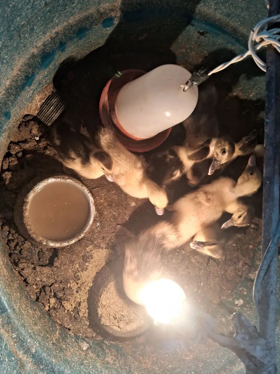 Vendem-se filhotes de patos - Foto 2
