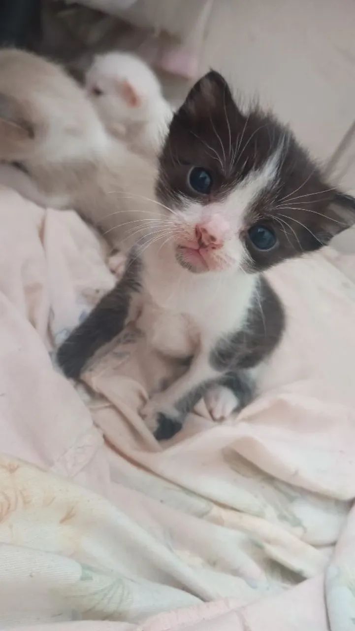 Gatinhos para adoção (Leia o anúncio) - Foto 2