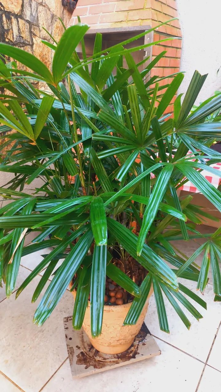 Planta - Foto 3