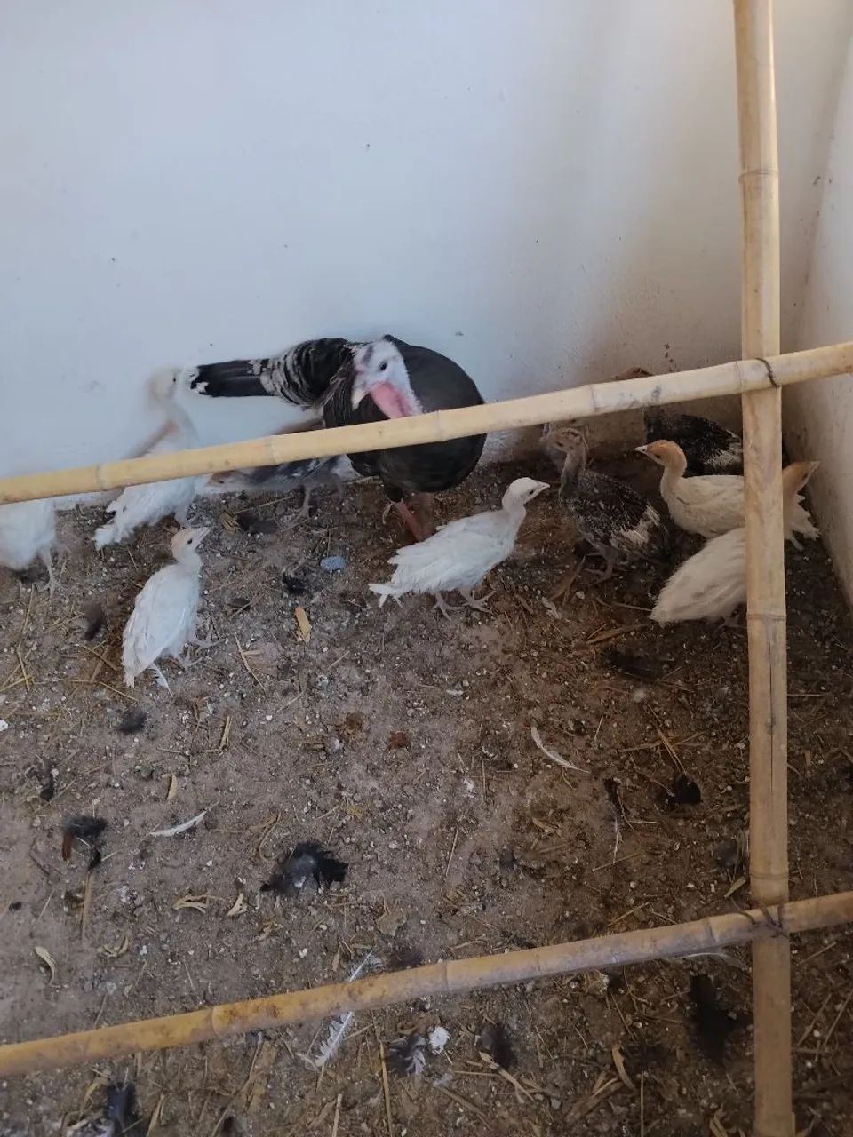 PERÚ E PERUA E PERUZINHOS  - Foto 3