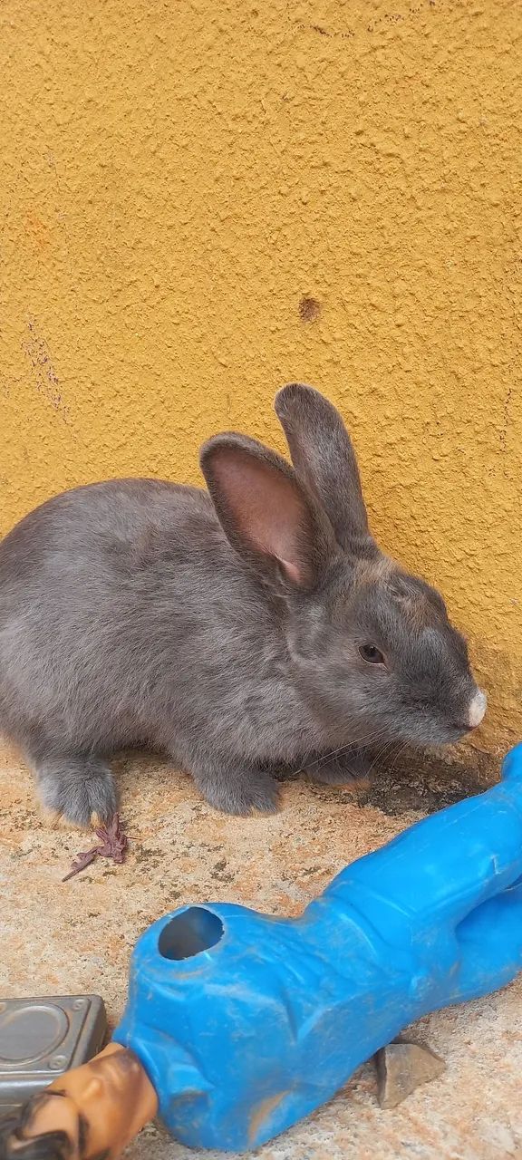 COELHO  - Foto 4