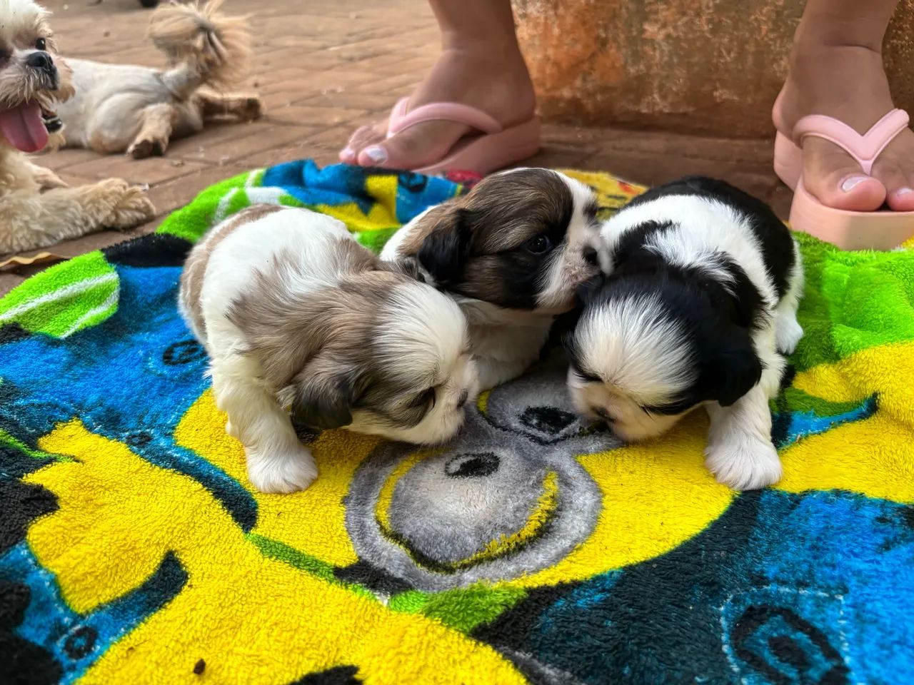 Shih-tzu macho - Filhote  - Foto 3