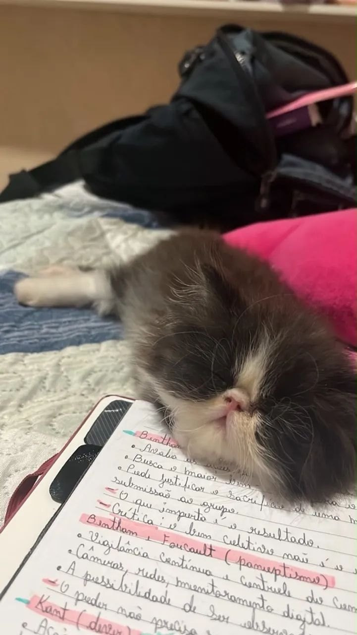 Gato persa