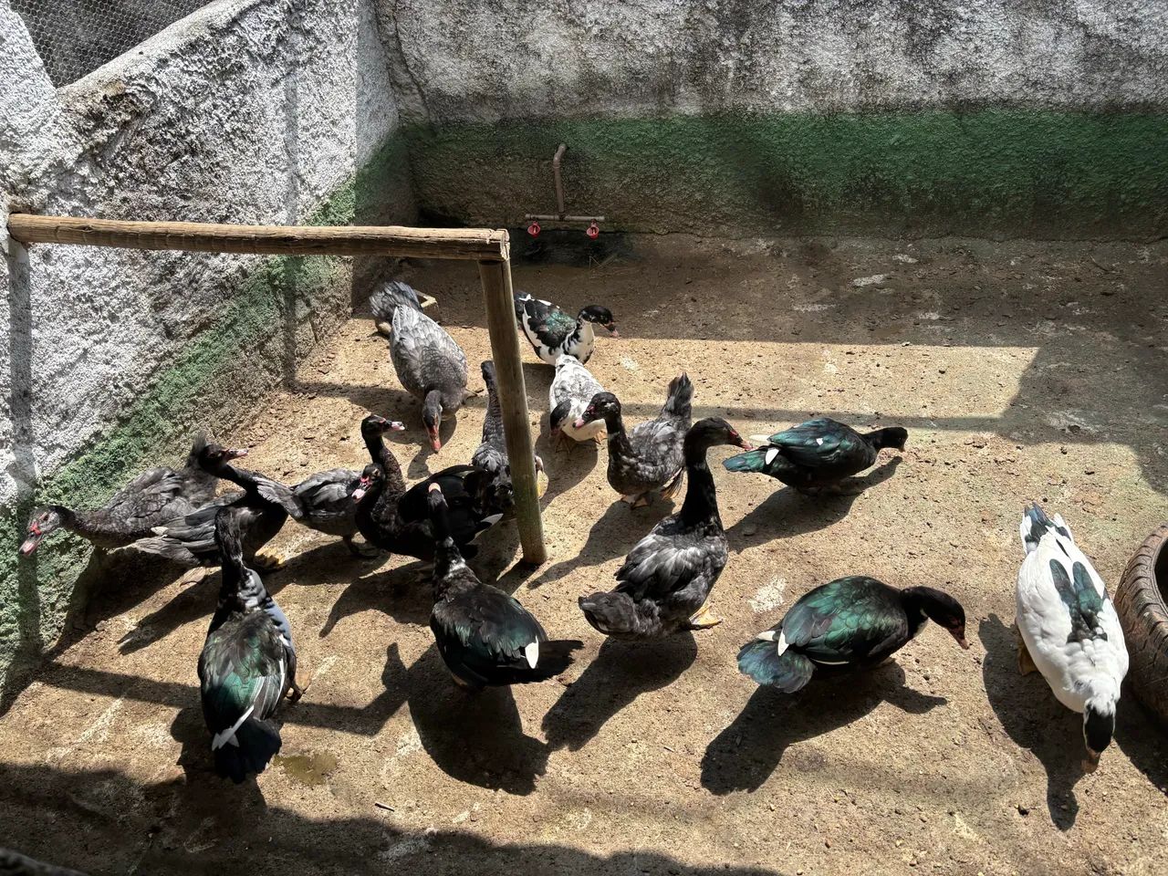 Patos jovens  - Foto 3