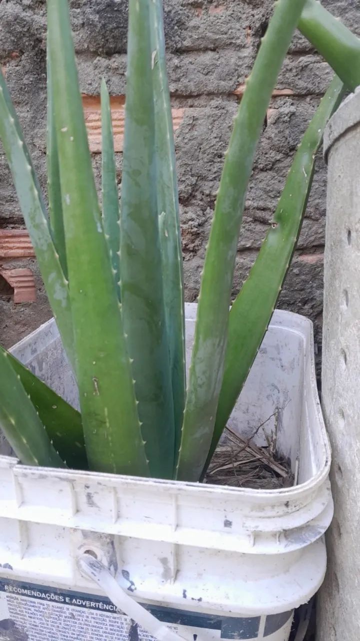 Babosa gigante - Foto 3