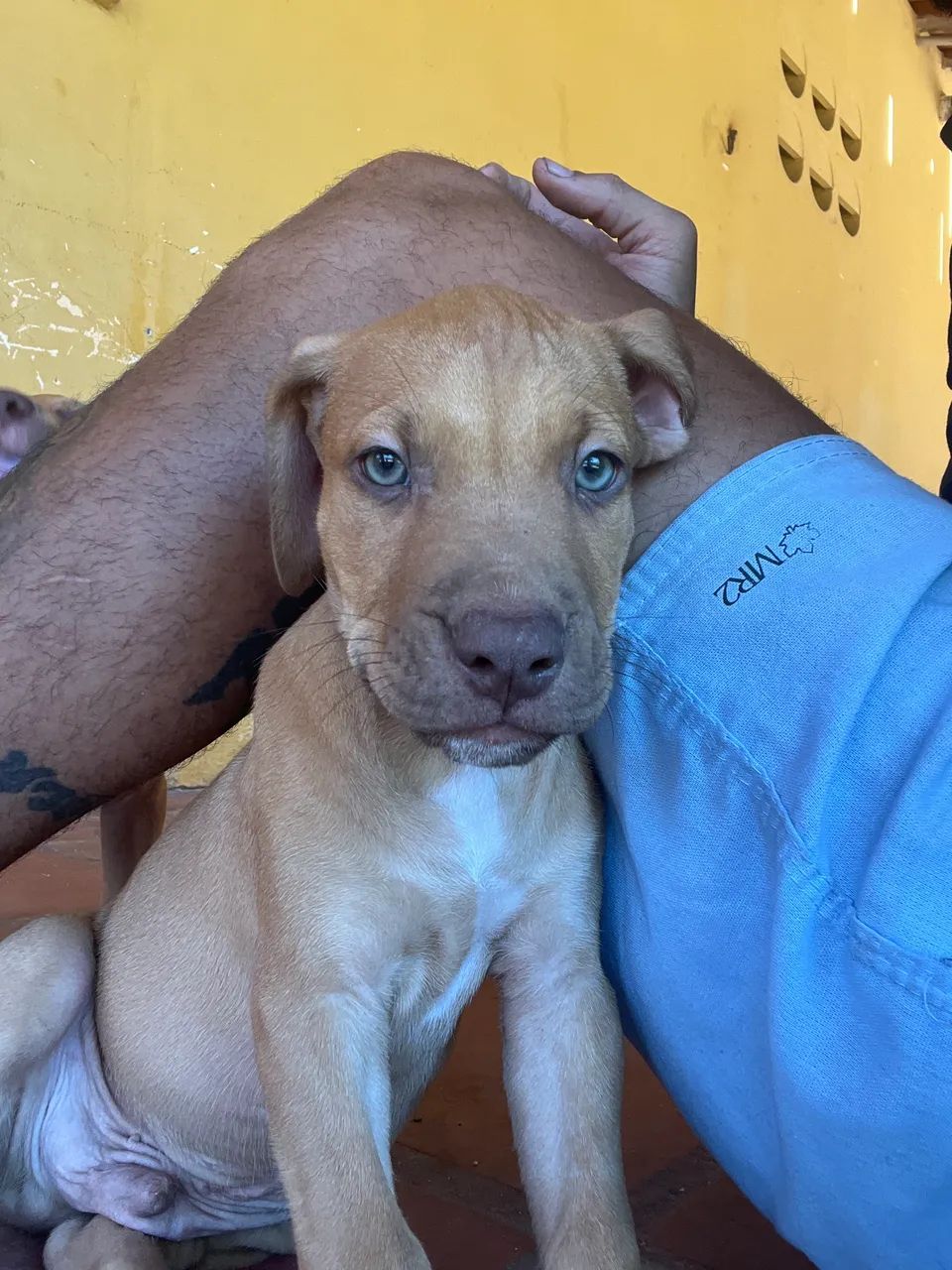 Filhotes de Pitbull  tradicional  - Foto 2