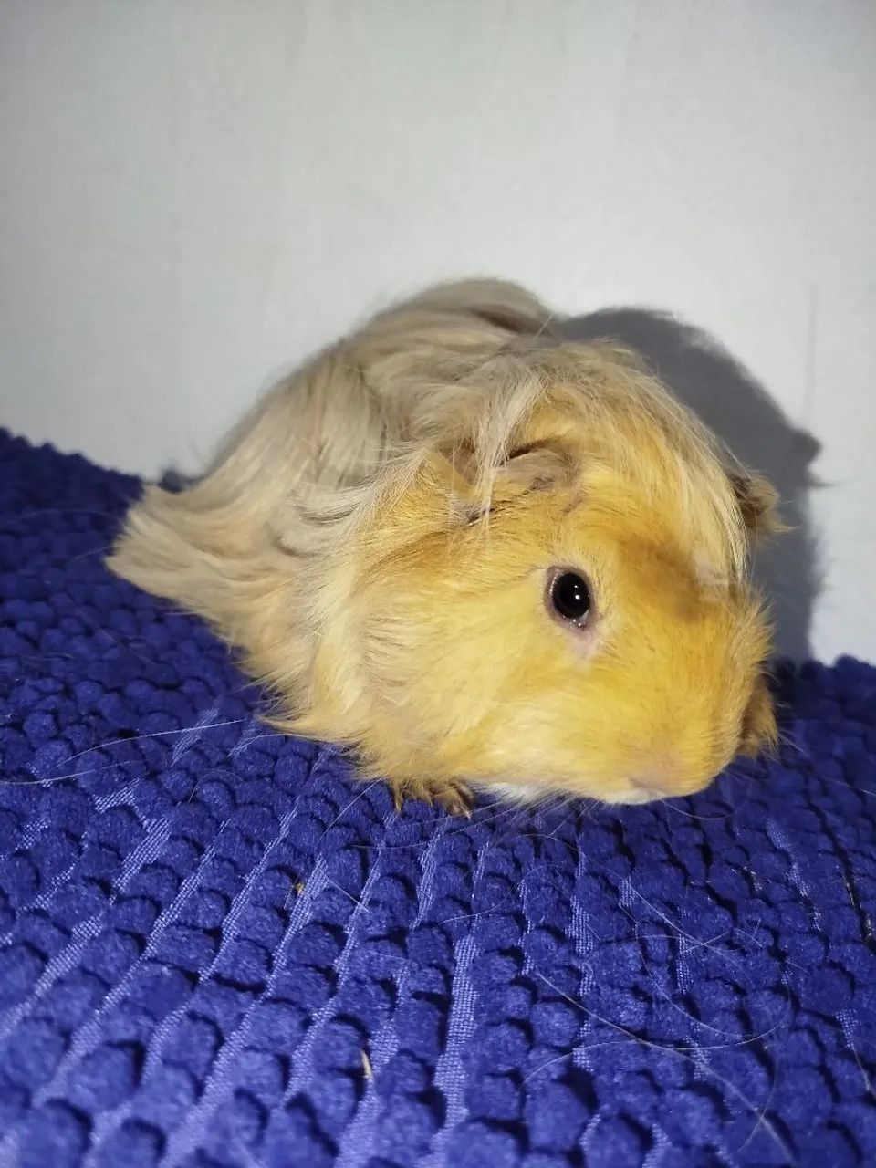 PROMOÇÃO porquinho da índia macho