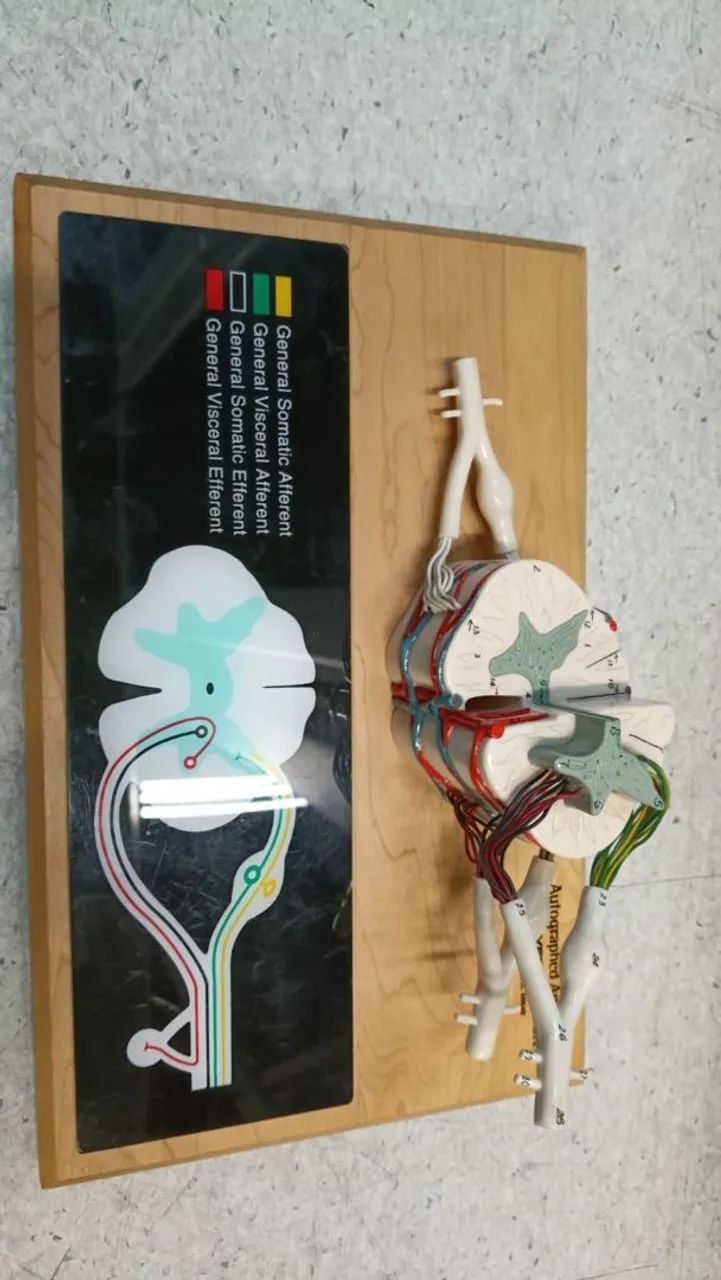 Modelo medula espinhal