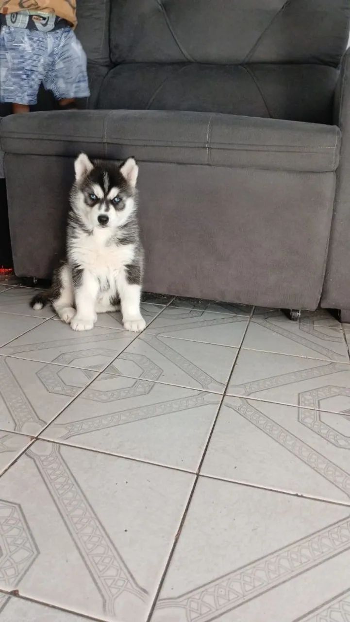 Husky 