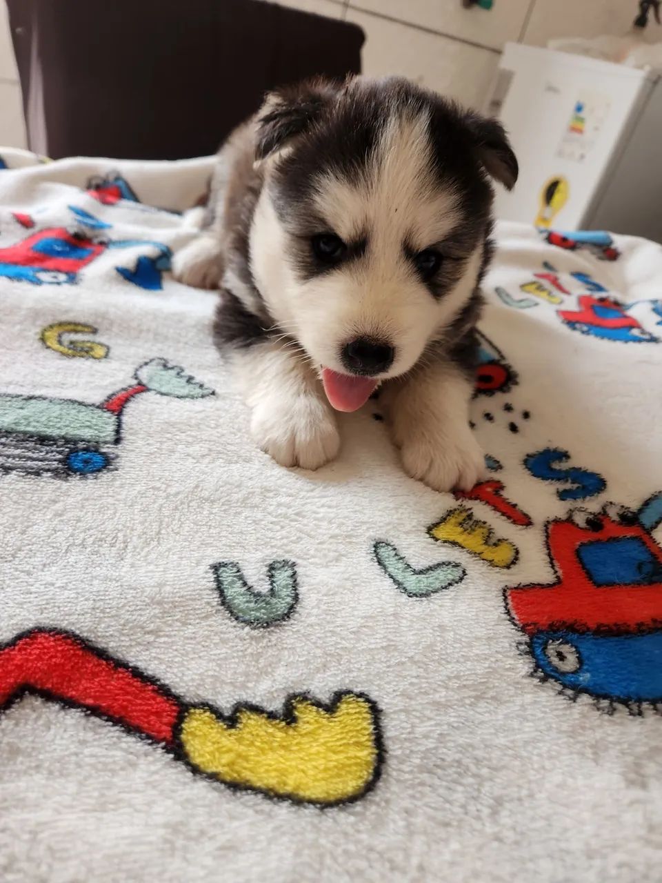 Husky siberiano puro! - Foto 2