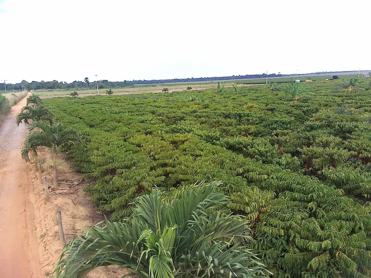 CHÁCARAS - 150 MIL: COM 1.500M², ENERGIA, ÁGUA E PORTÃO ELETRÔNICO. - Foto 4