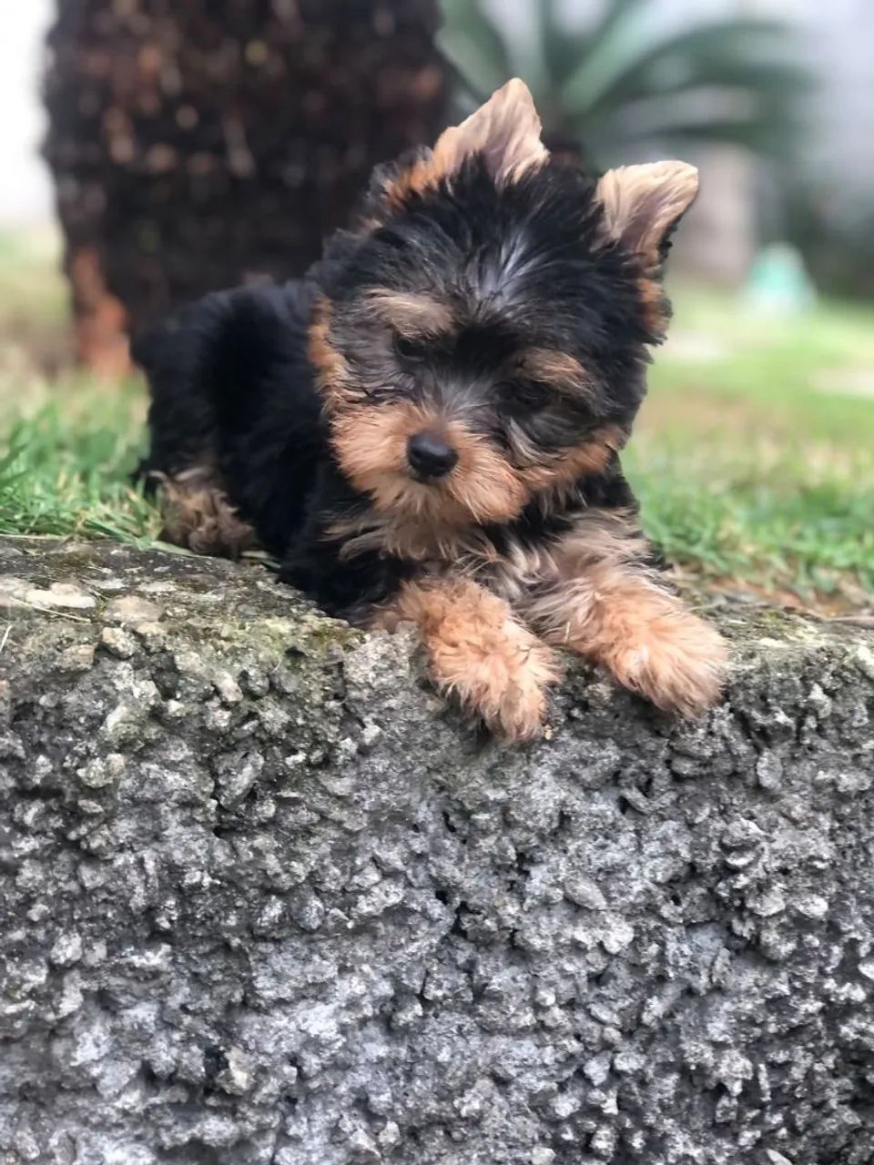 Yorkshire terrier micro macho - Foto 2