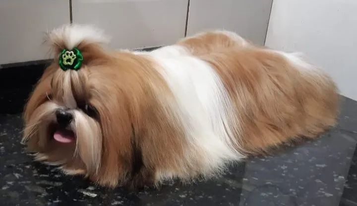 Shih Tzu Macho [doação]
