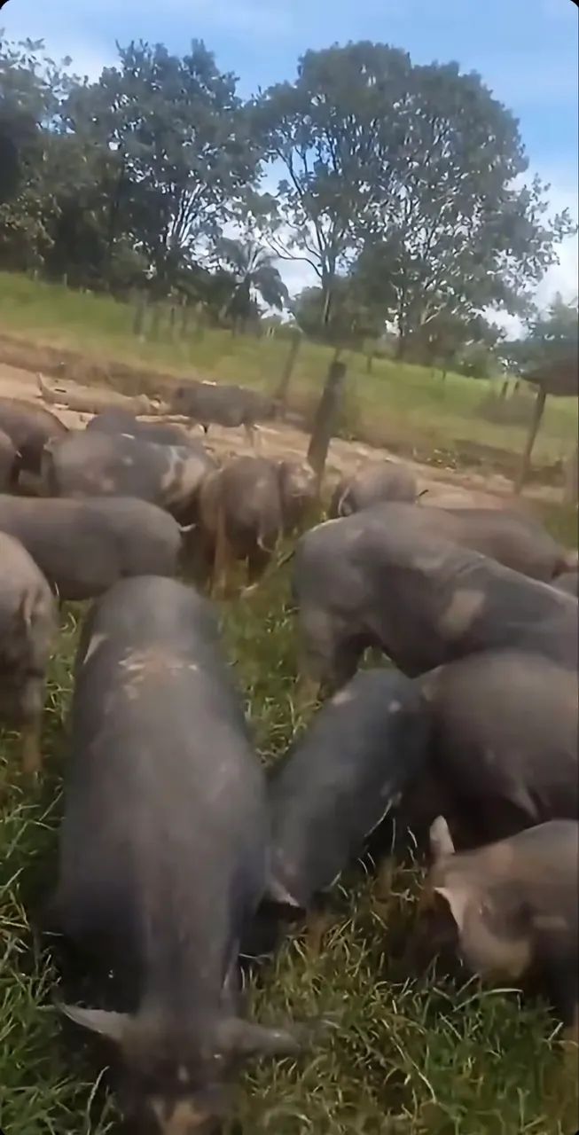 animais