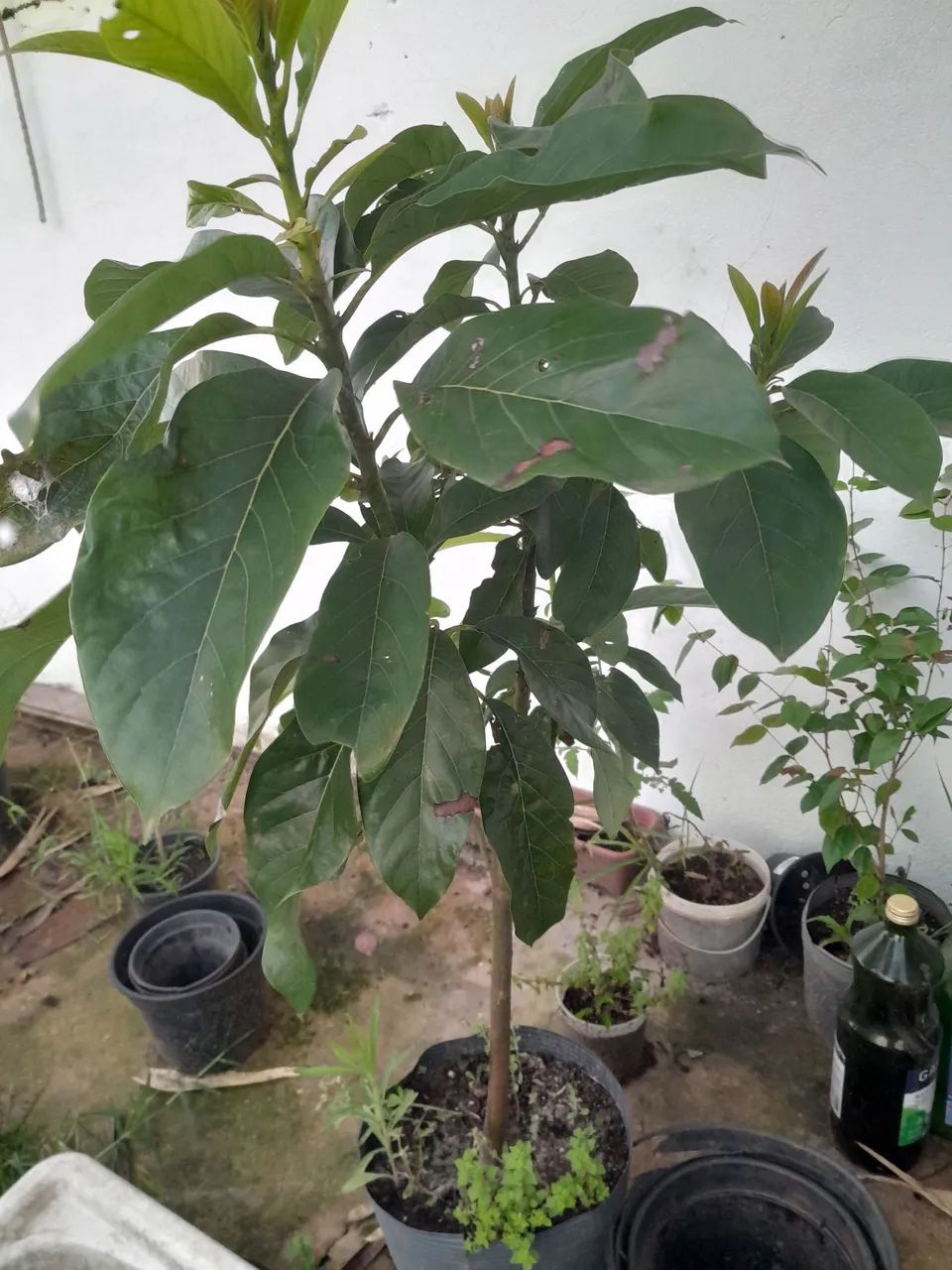 Muda de abacate manteiga  - Foto 2