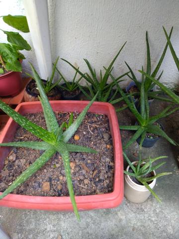 BABOSA (Aloe barbadensis)