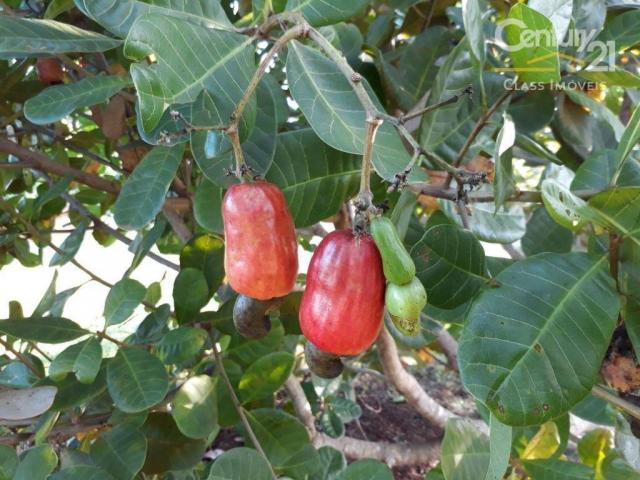 Chácara rural à venda, limoeiro, londrina. - Foto 7